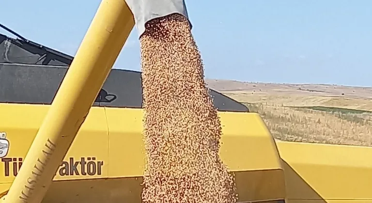 ABB Kırsal Hizmetler Daire başkanlığı % 50 hibeli nohut tohumu