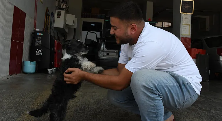 Adana'da boğazına cisim kaçan köpek esnafın müdahalesiyle kurtarıldı