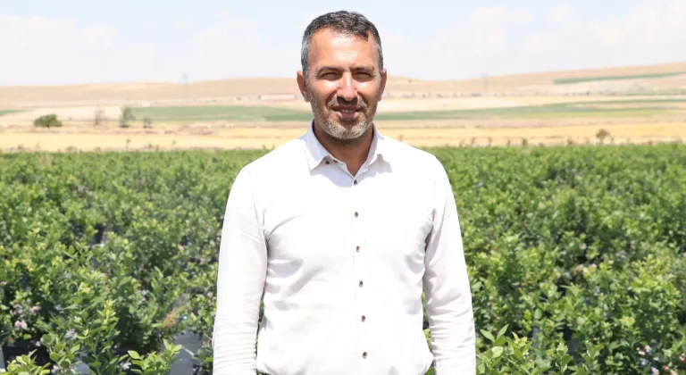 Akademisyen 17 bin saksıda yaban mersini yetiştiriyor