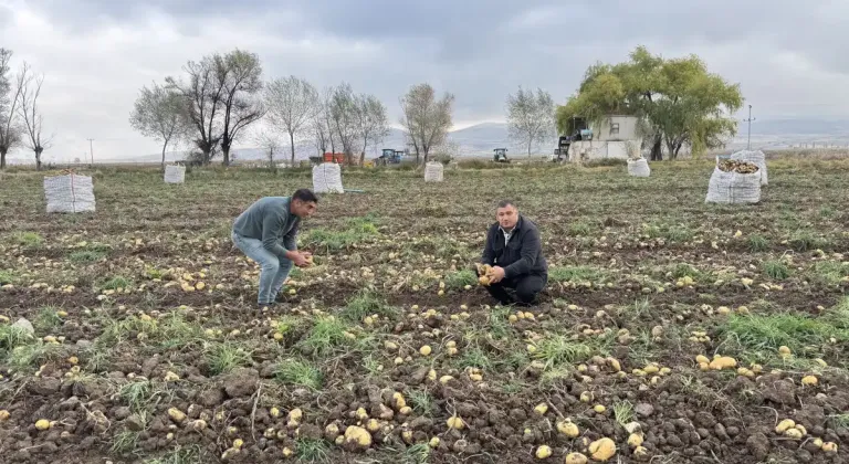 Aksaray Gülağaç’ta patates hasadı: tarlada kilosu 17 TL, kalan ürünler vatandaşlara ücretsiz