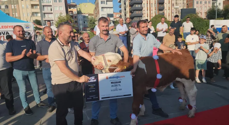 Amasya'da şampiyon buzağılar ve "devler" kırmızı halıda yürüdü