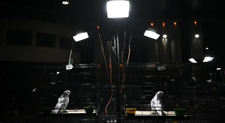 Ankara'da "24. Uluslararası Şebap Güvercin Festivali" düzenlendi