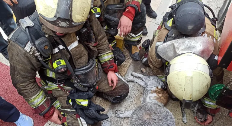 Ankara'da yangından etkilenen kediler kalp masajı ve oksijenle hayata döndürüldü