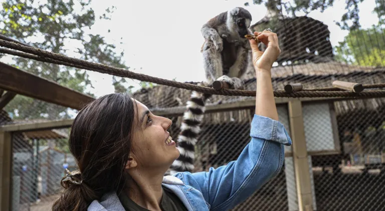 Antalya Doğal Yaşam Parkı'nın yeni üyesi lemur "Zabumafu" ziyaretçilerle buluştu