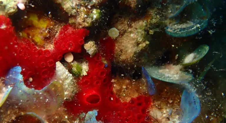 Antalya'da "Deniz Biyoçeşitliliği ve Okuryazarlığı Projesi" ile deniz ekosistemi araştırılıyor