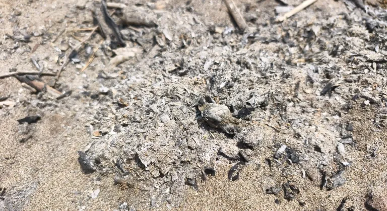 Antalya'da denize ulaşmaya çalışan caretta caretta yavrusu kumsalda yakılan ateşte öldü