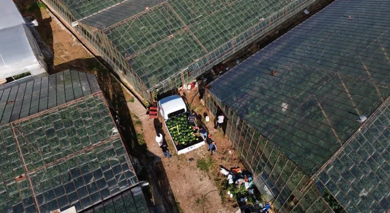 Antalya'da seralarda yetiştirilen sezonun ilk karpuzları hasat ediliyor