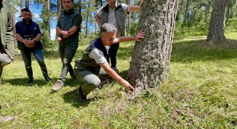 Ardahan'da doludan zarar gören sarıçam ormanları yenileniyor