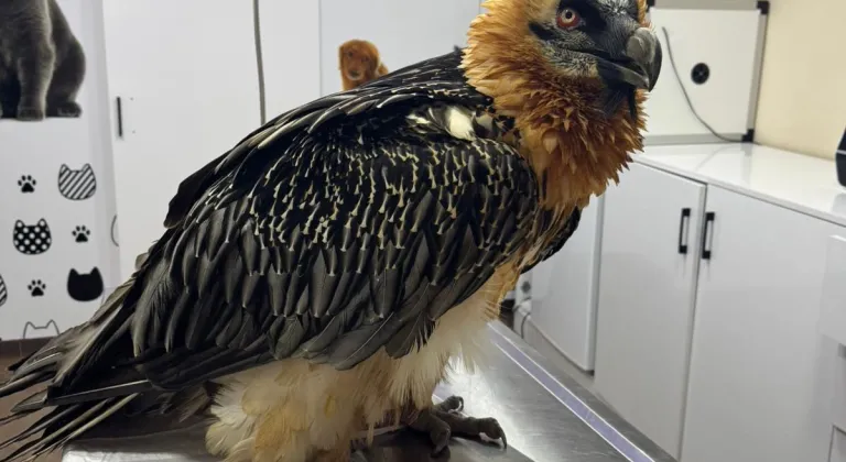 Artvin'de tedavisi tamamlanan sakallı akbaba, takip cihazı takılarak doğaya salındı