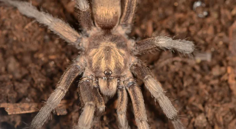 Aydın'da 34 yıl önce bulunan tarantula Türkiye faunasına eklendi