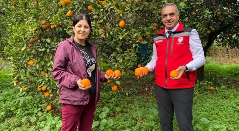 Aydın'da 93 bin 243 ton narenciye üretildi