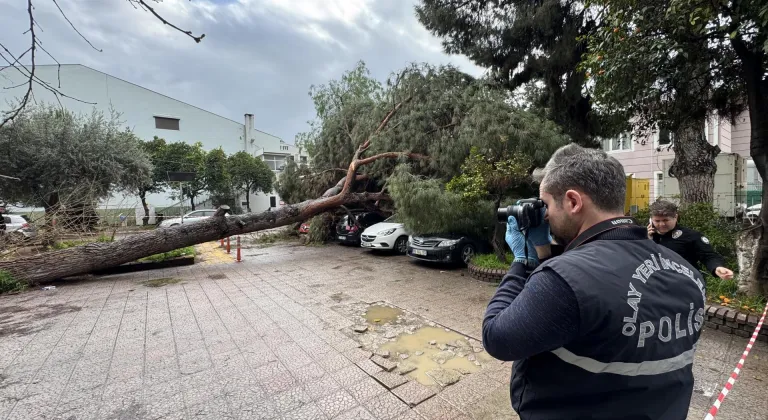 Aydın'da hastane bahçesinde devrilen ağaç 4 otomobilde hasara neden oldu