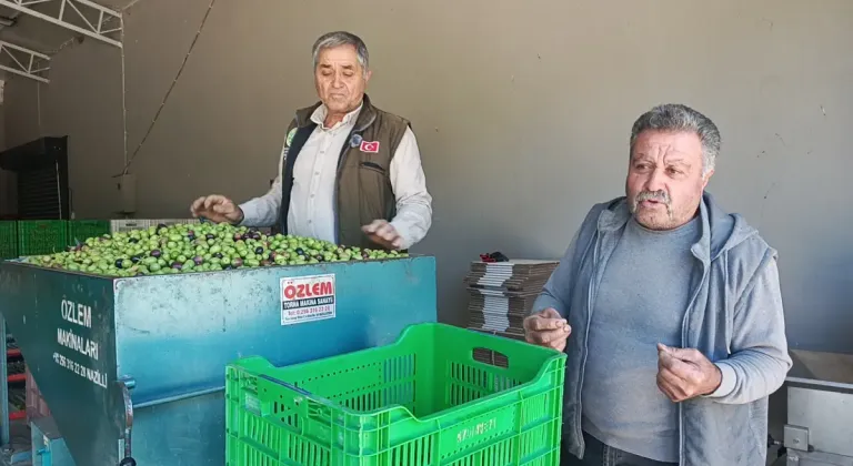 Aydın'da zeytin üreticileri artan maliyetlerden şikâyetçi