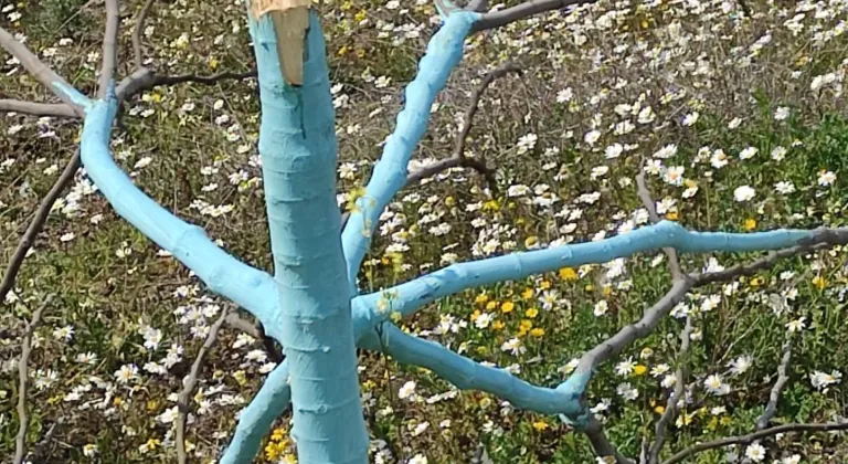 Aydın'da zeytin ve incir ağaçları tahrip edildi