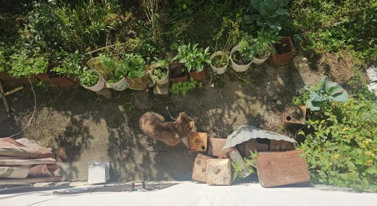 Ayı yavrusunu evinin bahçesine bıraktığı yiyeceklerle besliyor