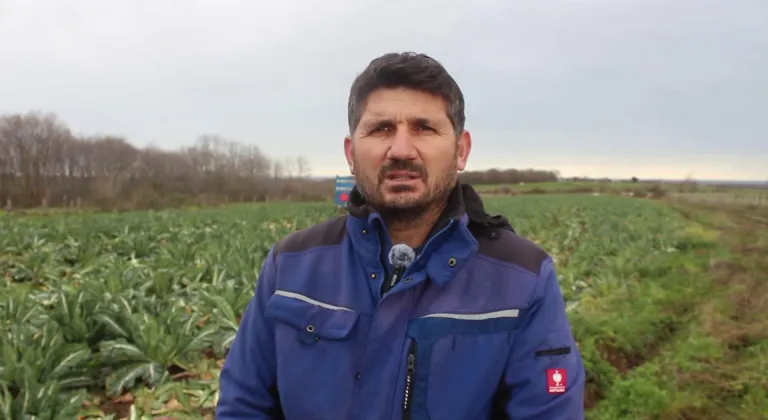 Bafra Ovası'nda karnabahar hasadı sürüyor