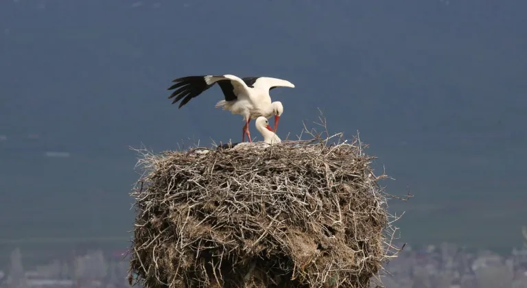 "Baharın habercisi" leylekler Bitlis'teki yuvalarına dönmeye başladı