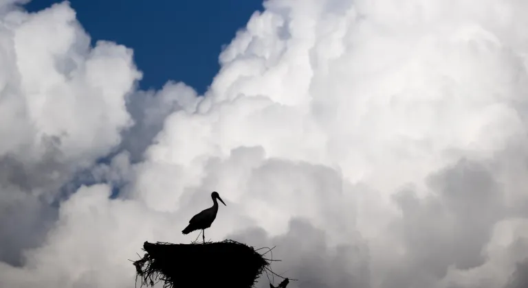 Baharın müjdecisi leylekler Tunceli'deki köylerde bulunan yuvalarına dönmeye başladı