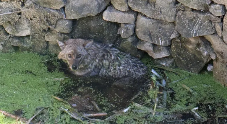 Balıkesir'de kuyuya düşen tilkiyi itfaiye kurtardı