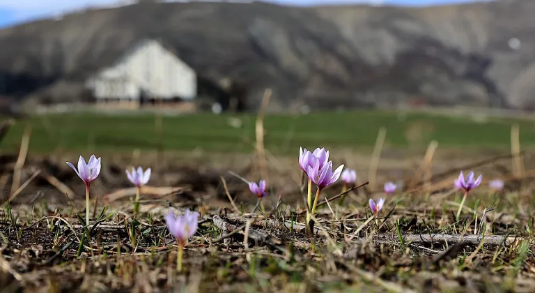 Bayburt'ta "baharın habercisi" çiğdemler doğaya renk kattı