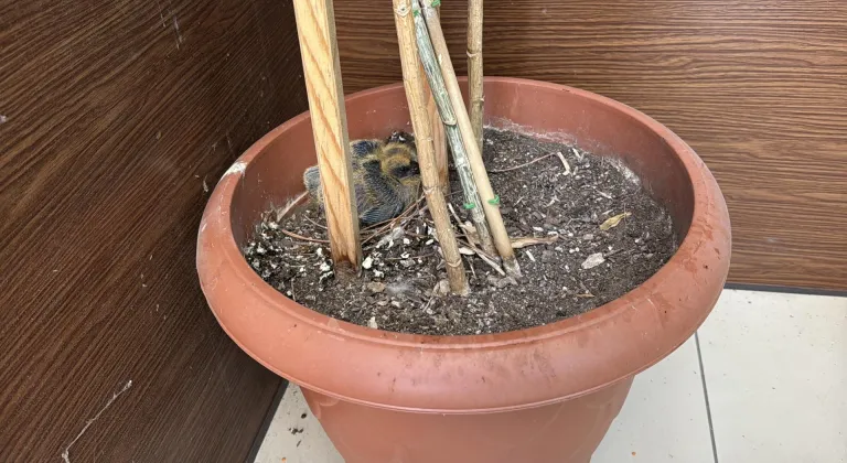 Belediye başkanı makam odasının balkonundaki güvercin ailesine sahip çıktı