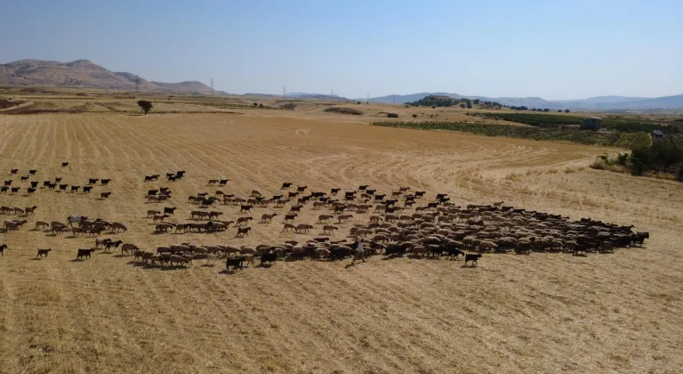Besiciler küçükbaş hayvanlarını ağustos sıcağında gölette serinletiyor