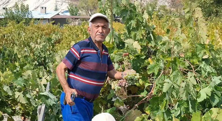 Beypazarı Başören’de bağ bozumu ve pekmez mesaisi başladı