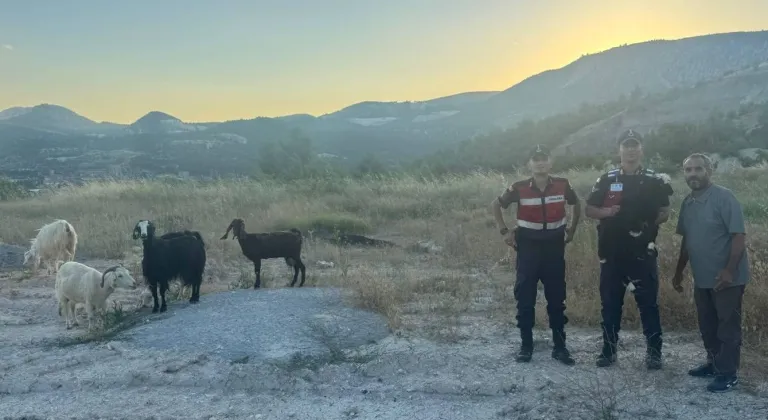 Bilecik'te kaybolan 9 küçükbaş hayvan dronla bulundu