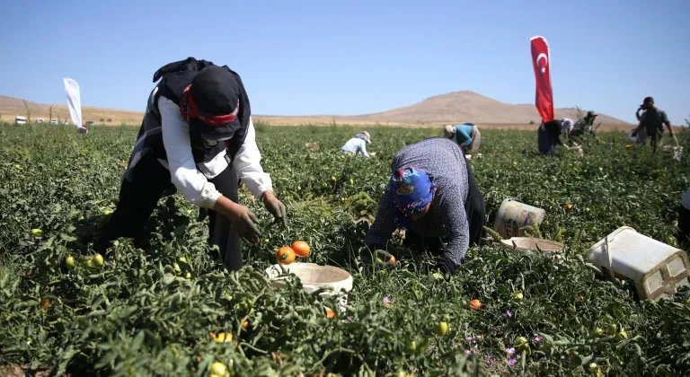 Bitlis'te Nemrut Dağı eteklerinde domates hasadı sürüyor