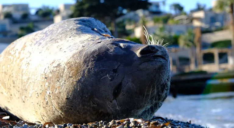 Bodrum sahilinde nesli tehlike altındaki Akdeniz foku görüntülendi