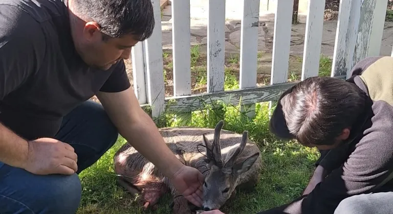 Bolu'da aracın çarpması sonucu yaralanan karaca tedavi altına alındı