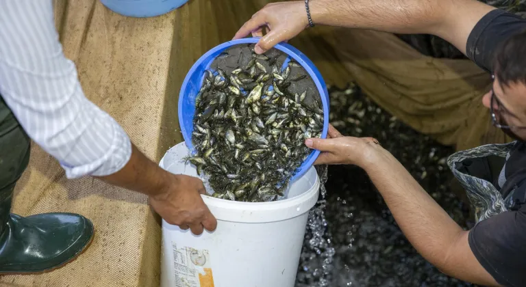 Bolu'da üretilen 1 milyondan fazla balık yavrusu Ankara'daki baraj ve göletlere bırakılacak