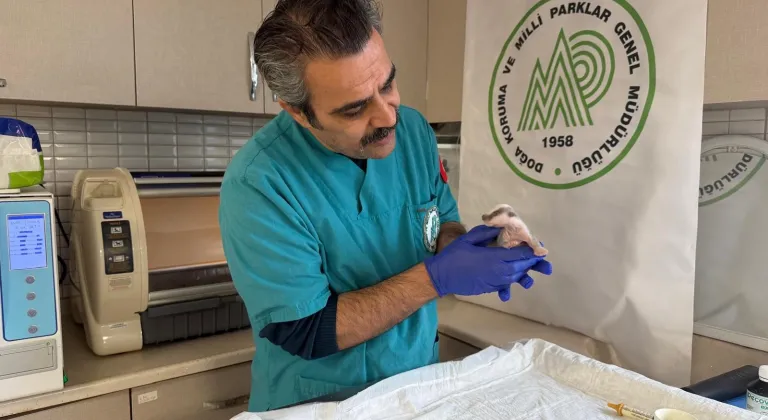 Burhaniye'de bulunan porsuk yavrusu koruma altına alındı