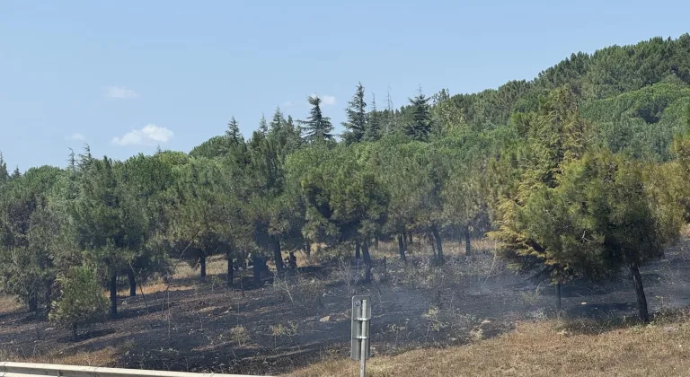 Büyükçekmece'de otluk ve ağaçlık alanda çıkan yangın söndürüldü