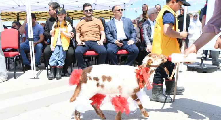 Çanakkale'de çocukların beslediği oğlak ve kuzular arasında yarışma yapıldı