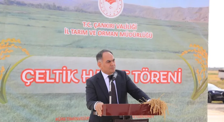 Çankırı'da çeltik hasadı başladı