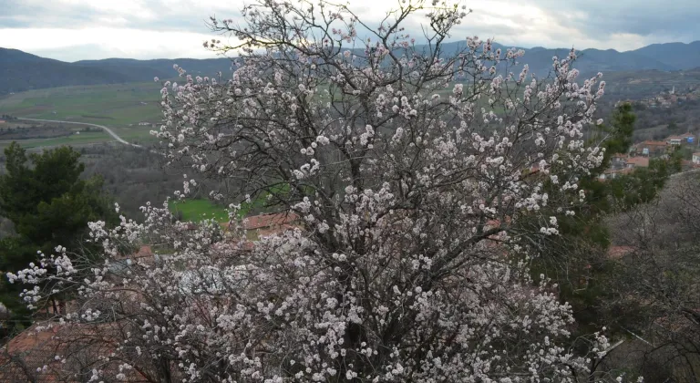 Çorum'da badem ağaçları erken çiçek açtı