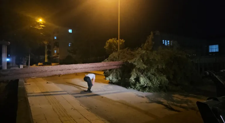 Çorum’da rüzgarın devirdiği çam ağacı park halindeki araçlara zarar verdi