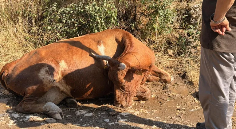 Çorum'da yediği ottan rahatsızlanan 20 büyükbaş hayvana müdahale edildi