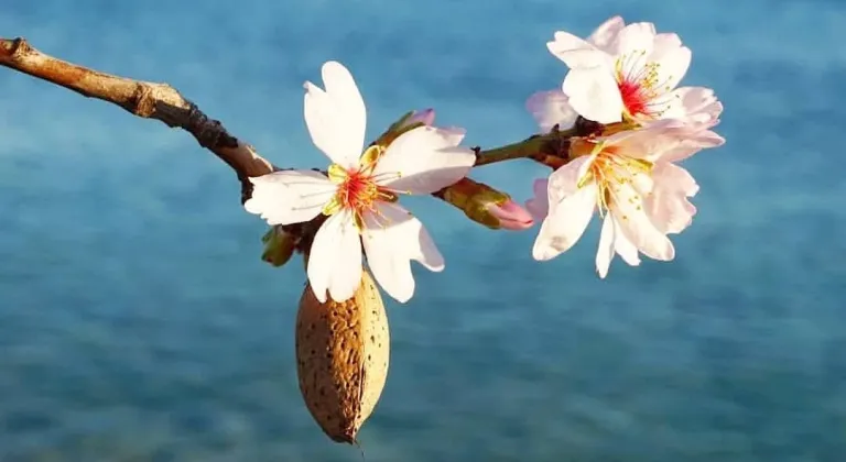 Datça'da badem ağaçları çiçek açtı