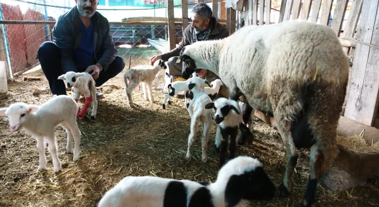 Denizli'de bir koyun tek batında 9 kuzu doğurdu