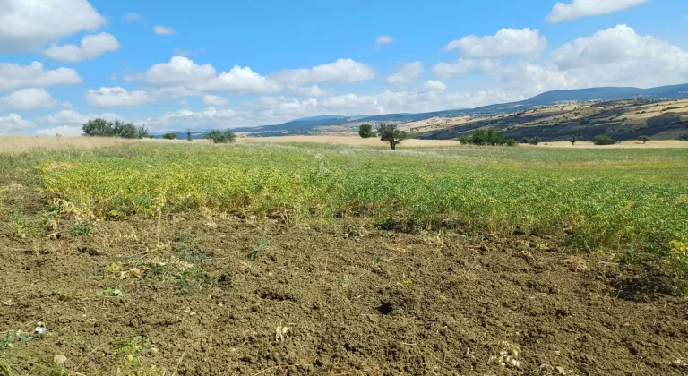 Denizli'de geliştirilen nohut çeşidi farklı kentlerde denendi