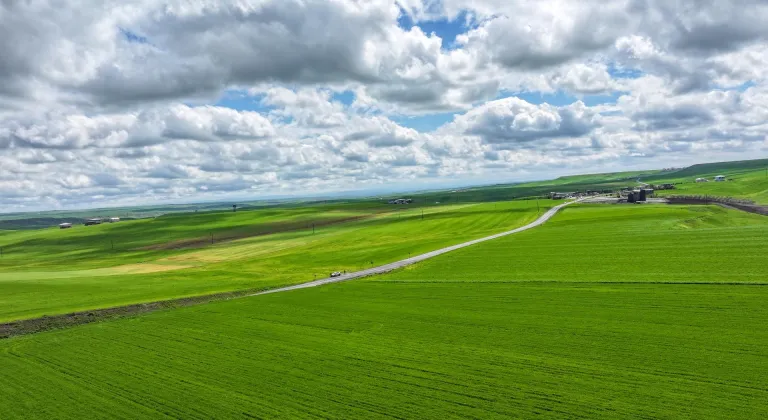 Diyarbakır'da artan yağış buğdayda yüksek verim beklentisini artırdı