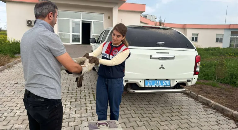 Diyarbakır'da yaralı bulunan şahin tedavi altına alındı