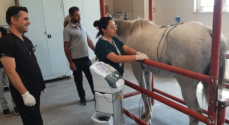 Diyarbakır'da, yarış atı belindeki rahatsızlık nedeniyle fizik tedaviye alındı