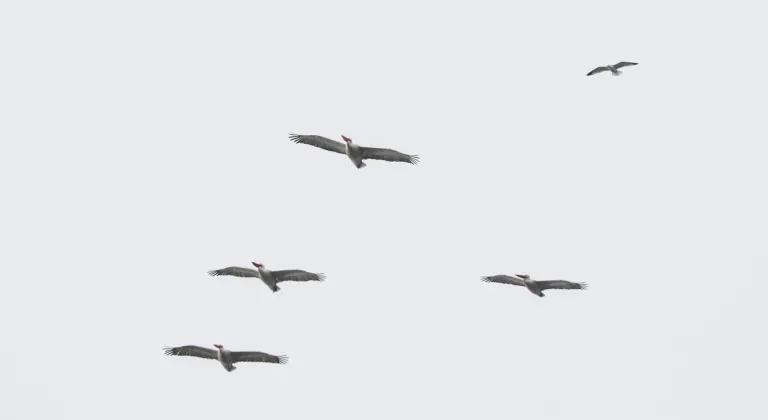 Dünyanın uçabilen en ağır kuşlarından tepeli pelikan, Iğdır'da görüntülendi