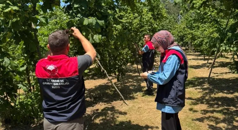 Düzce'de "yeşil altın" fındığın hasat tarihleri belirlendi