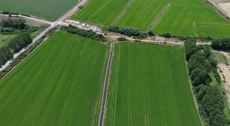 Edirne'de çeltik üretim alanı 500 bin dekara ulaştı