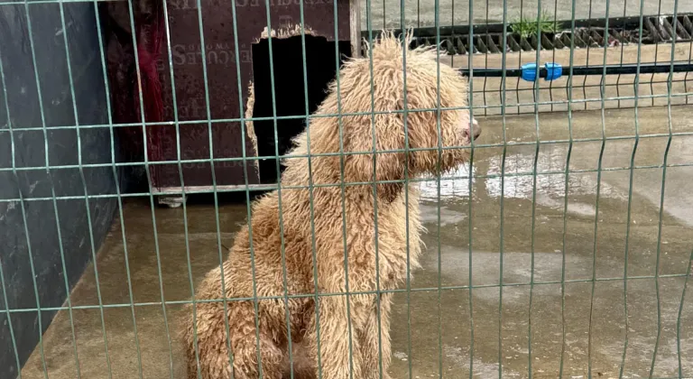 Edirne'de yasa dışı köpek üretimi yapan çiftlik sahibine 2 milyon 144 bin lira ceza