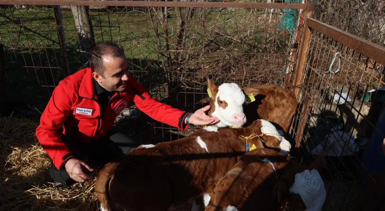 Edirneli besiciler üçüz buzağı sevinci yaşıyor